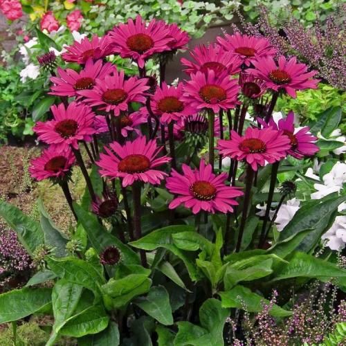 علی رستمیان ستاره ی دنباله دار همه شب های منی