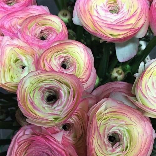 اهنگ حس تو پیچیده تو رگام اسم تو میشینه رو لبام برق میزنه پیش تو چشام