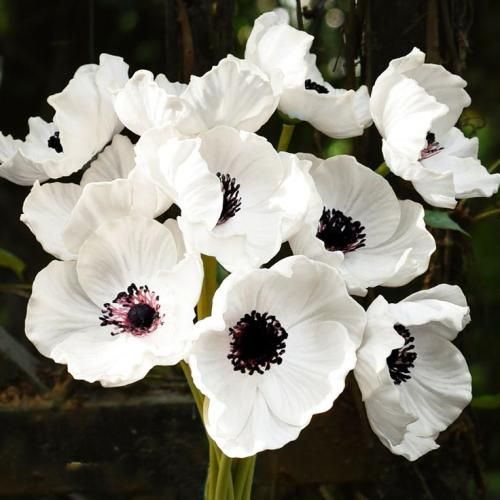 مهستی تماشا بازم نشستی رو به روم مات تماشای توام