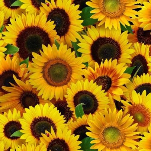 اهنگ عشق تو بسه منه عطرت همیشه رو مچ دست منه هرچی میخوای