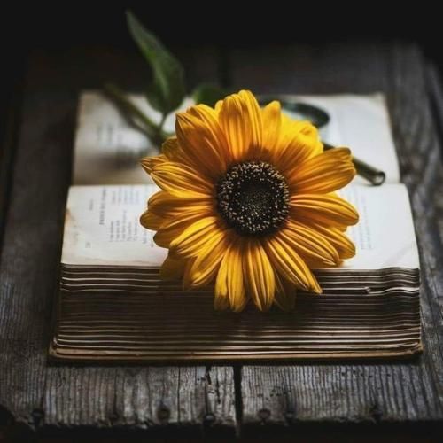 اهنگ دیدی دلت رفت آخر کردم واست ضعف باور نکردی اول منو دیدی