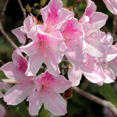 اهنگ تو خواب رویای من غرق تماشای تو ام عشق تماشایی من