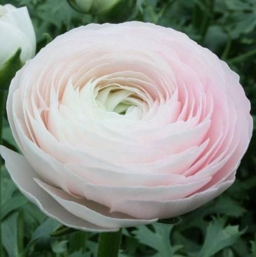 اهنگ همو داشتیم چه زود تموم شد کاش نمیذاشتیم یادته مگه نه