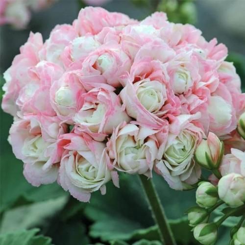 اهنگ هرچی میخوای به خودم بگو صد دفعه گفتم همه چیت با منه