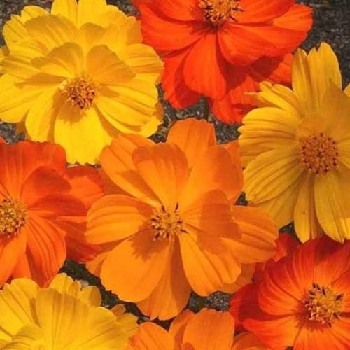 اهنگ بیت صدا رپ خیابون میده جفت گرگیم ولی کی بارون دیده