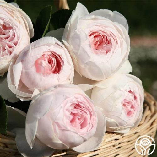 اهنگ مو که از همه دنیا خستم دو سه سالی به پات نشستم میگن بی خیالت شم