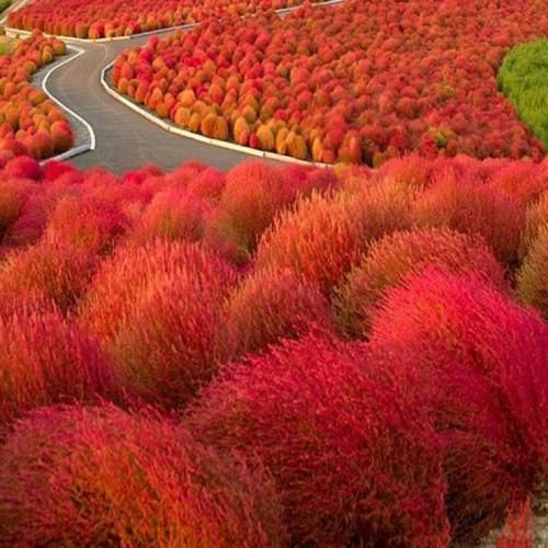 اهنگ زدی تو به تارو پود این حق دلم نبود وای وای موندم