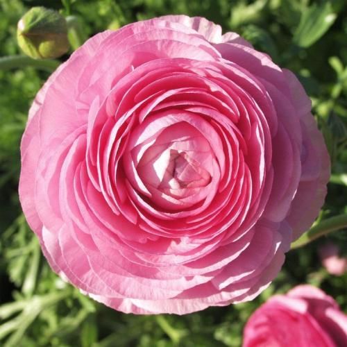 اهنگ ببین هرجا که میرم بس که بهت پرته حواسم یه چیزی جا میذارم