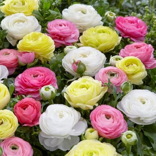 اهنگ جای این که راحت بری کاش میشد یادم بدی در گوشم بازم بگی نمیاد