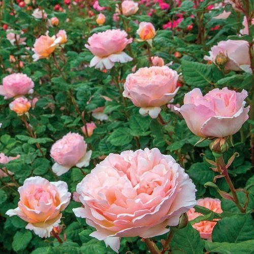اهنگ ولی یه جایی آخراش میوفته از سرت هواش میبینمت صبر داشته باش