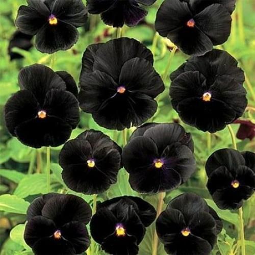 اهنگ منه دیونه نمیدم برا تو کسیو ترجیح یروز پاشدم دیدم که بی صدا گذاشتی