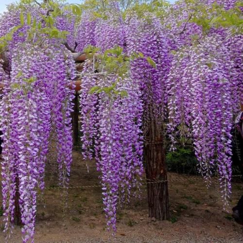 اهنگ نبینم که داری ازم تو دل میکنی بعد من رفتاراتم همش میشه دیدنی