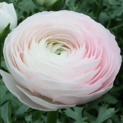 اهنگ گفتی عشق فقط تو من خوندم توهم همه چی عوض شد