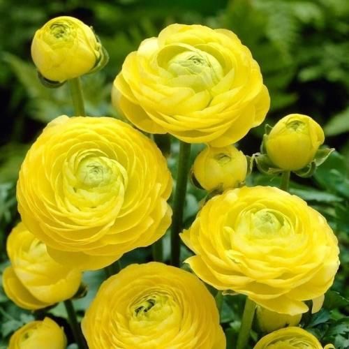 اهنگ شدم یه خسته ی بی ذوق چند وقته که با دردام رفیقم نبودی ببینی چی کشیدم