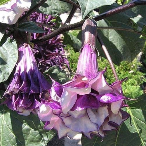 اهنگ دلیل این دل تنگمی تو اونی که واسش میجنگمی تو میدونی ماه قشنگمی تو