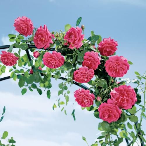 اهنگ بزن بشکنش این تن خسته رو که تو بزنی از غریبه بهتره