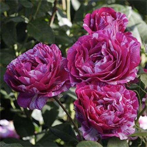 اهنگ تو میدونی دلم گیره منو عطر تو میگیره بهم نگو که بیخیال شو فکر کنم