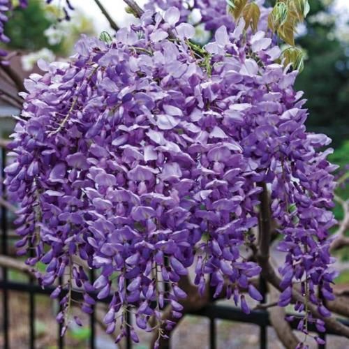 اهنگ همش خوابتو میبینم که تو پیشمی نبینم با کسی داری قدم میزنی