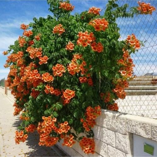 اهنگ تو باید درستش کنی دلی که بعد از تو مرده رو میدونی خودت طلبکارم ازت
