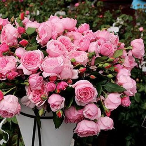 اهنگ ندارم حوصله گردش اونی که دوستش داشتم رفتش خودش رفت ولی مونده