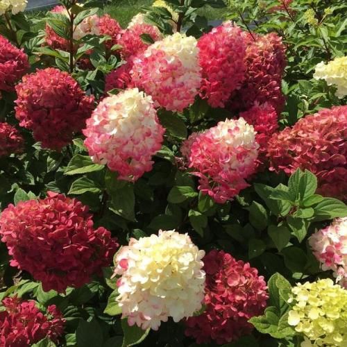 اهنگ واسه تو که منو گردن نمیگیری من شاهرگ گردن میذاشتم