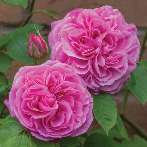 اهنگ یه ربان کنار عکسم شده حسرت دیگه خندم شبا تنهایی تو اتاق