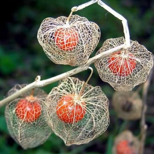  بهم سر بزن بیا تو این شب سرد توی برف و بارون و کولاک