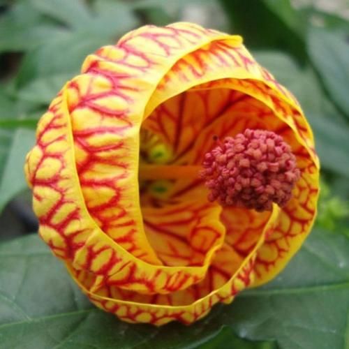 دافش کوچولو موچولو مث پیکسل ریلزش لایک داره